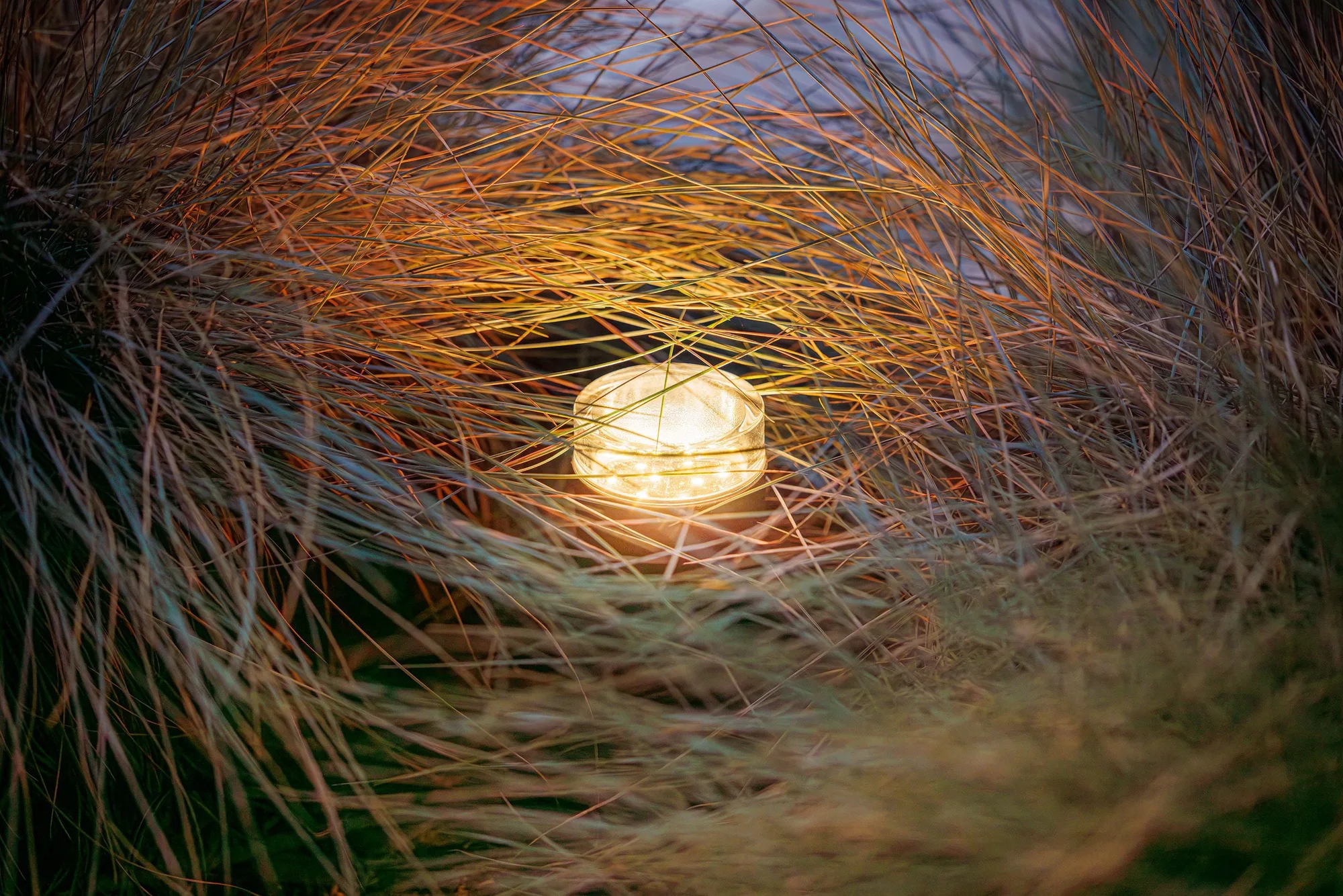 Garden Lights Linum